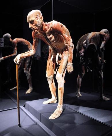 Gunther von Hagens - Orijinal Vücut Dünyası-Yaşam Döngüsü - Body Worlds sergisi