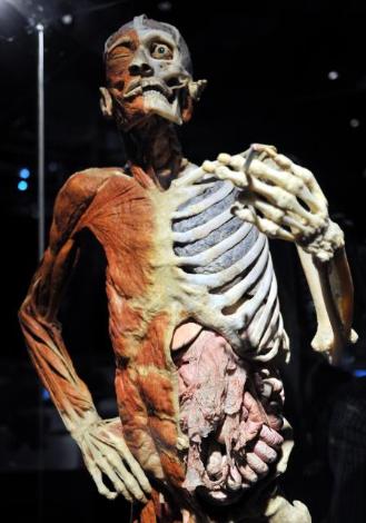 Gunther von Hagens - Orijinal Vücut Dünyası-Yaşam Döngüsü - Body Worlds sergisi